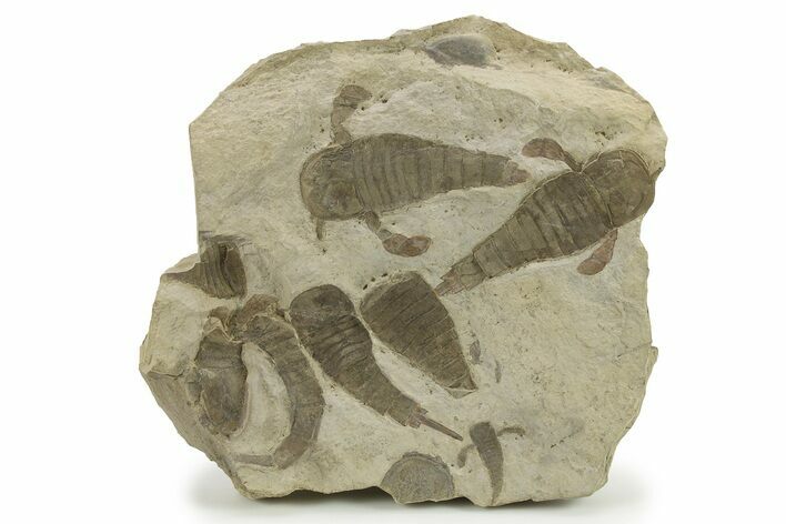 Plate of Eurypterus (Sea Scorpion) Fossils - Ukraine #284411